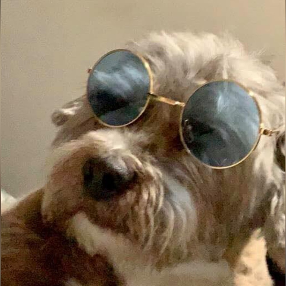 Meet your Posher, Baxter